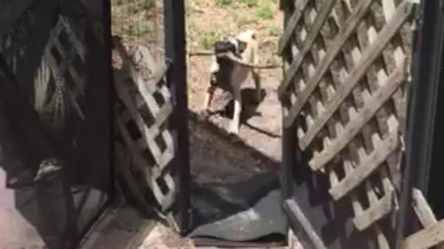 Frustrated pug can't fit stick through door