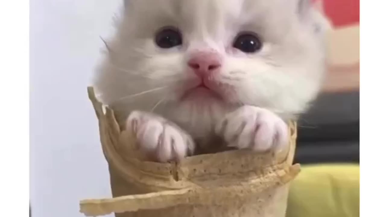 This is the cutest thing ever I seen 🥰 nothing just enjoying this