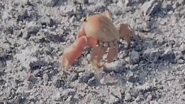 Crab amputates own limb_Cut