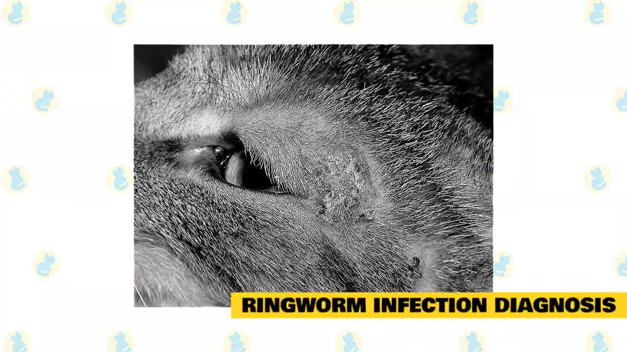 "Ringworm in Cats"