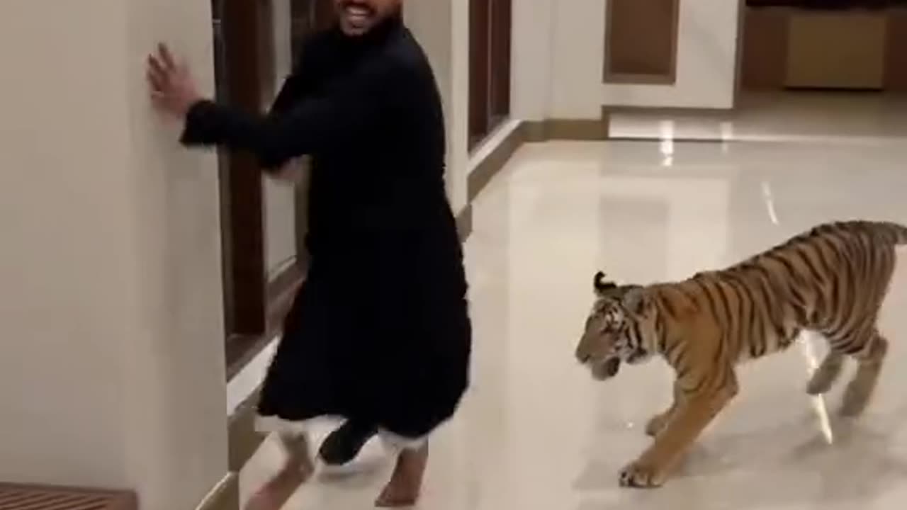 Playing with baby tiger 🐅😂