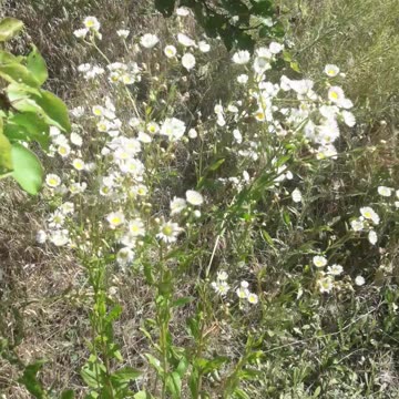 Wild daisies