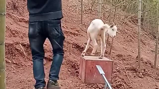 The lamb follows me!