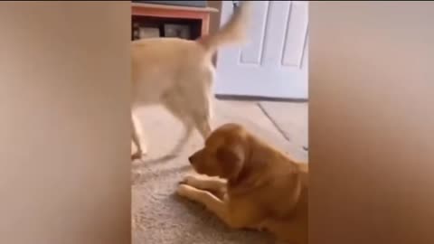 funnest animal video 🤣 dog and cat funny video 2023