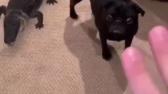 Tony dont move #dogs #pets #crocodile