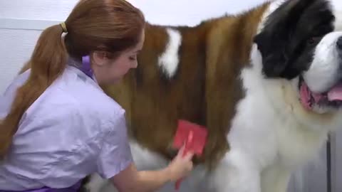 This St. Bernard is MASSIVE - 200lbs