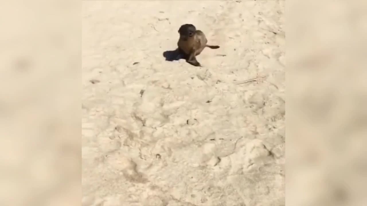 The fur seal is melting the snow. That's pretty cool.