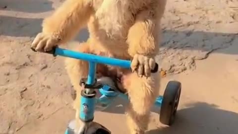 FUNNY CATS and DOGS ---- New Funniest Animals Videos 2024