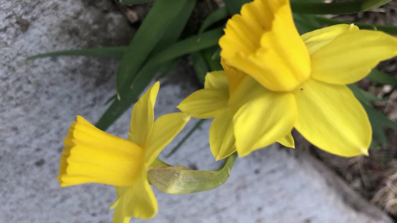 Daffodils