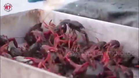 RICE FARMERS IN AMERICA REPLACE RICE FIELDS WITH CRAWFISH FRESHWATER LOBSTER FARMING