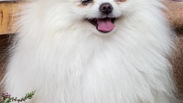 Cute Dog Sitting And His Reactions were so cute, isn't he.....