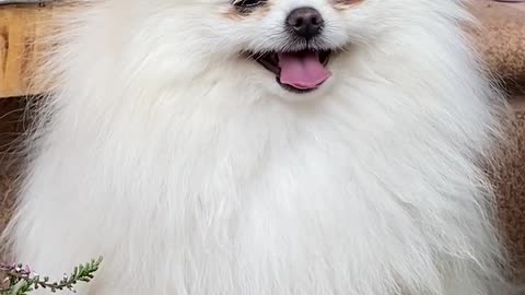 Cute Dog Sitting And His Reactions were so cute, isn't he.....