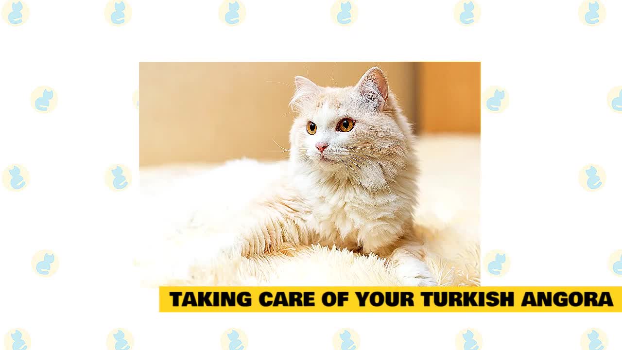 Turkish Angora Cats 101 : Fun Facts & Myths