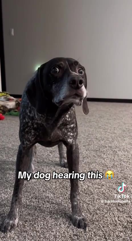 Look at the dog's reaction on news, imagine how people will react on news about missing children