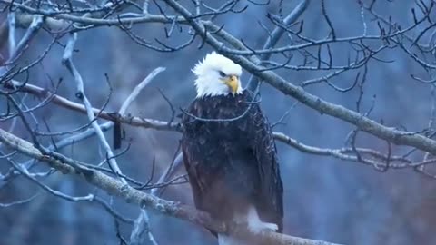 Eagle in Frosty Meadows Fores