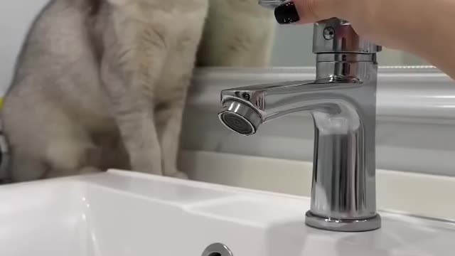 Do Your Pets Drink Water From The 🚽 .
