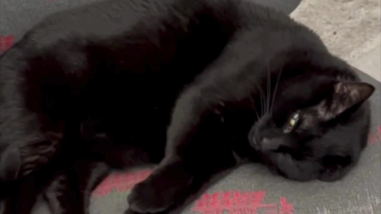 Adopting a Cat from a Shelter Vlog - Cute Precious Piper Does Her Own Kind of Yoga Moves #shorts