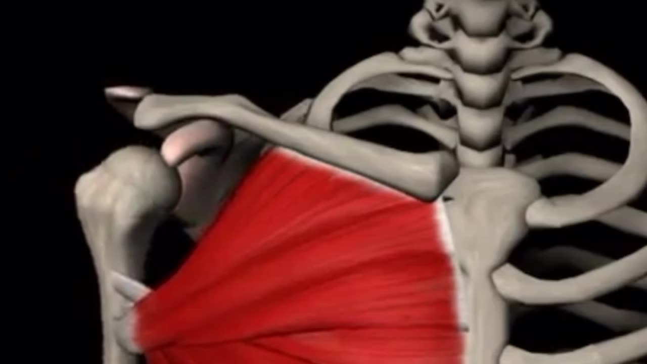 pectoralis major muscle