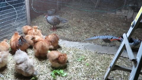 Gambel quail (2)