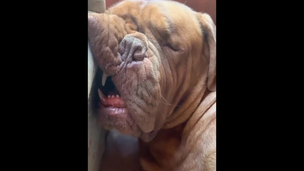 funny animals (super 3 minute funny) cats and dogs#animals#funny