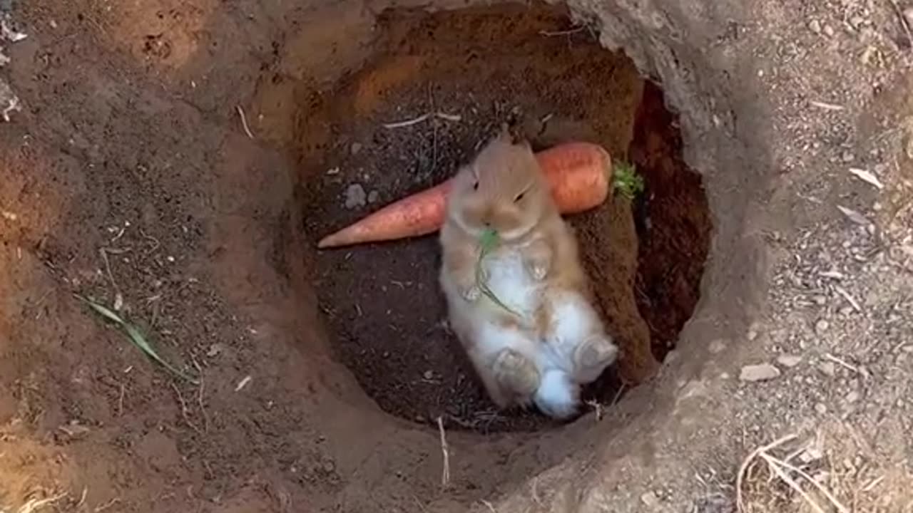 Relax on rabbit