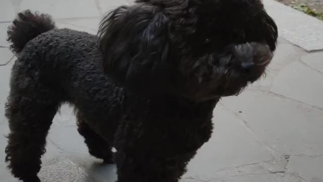 puppy