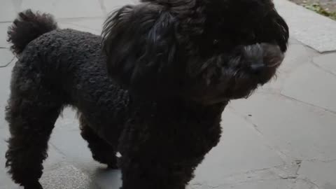 puppy
