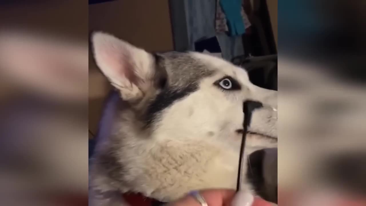 FUNNY WITH ANIMALS / Funny cats / Dogs / Funny animals