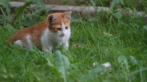 Pet Kitten Resting