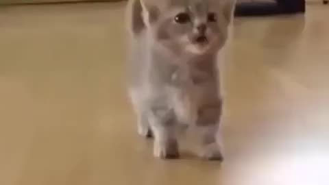 cat voice behaving like human