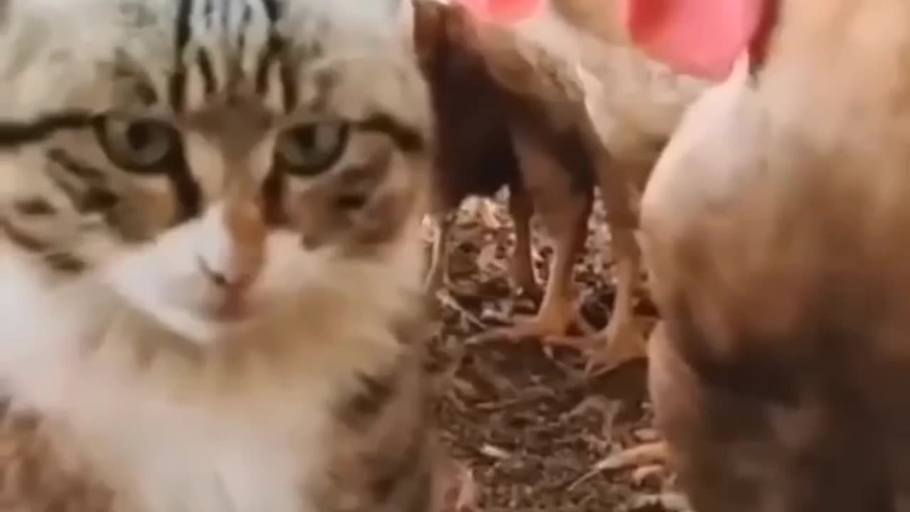 Funny cat video 😂 #cat #animal #funny #commedy