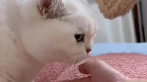 Don't you love such a cute cat