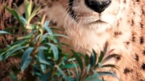 Sound Animals Make, WILD Animals’ video, Animal sounds, Elephant, Cow, Horse, Duck, Cat, dog, donkey