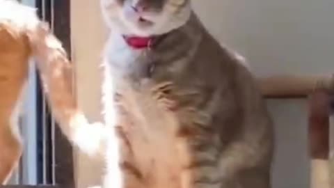 Funny cat || funny cat videos 😂😂 #funny #funnycat cute cat 😍🥰