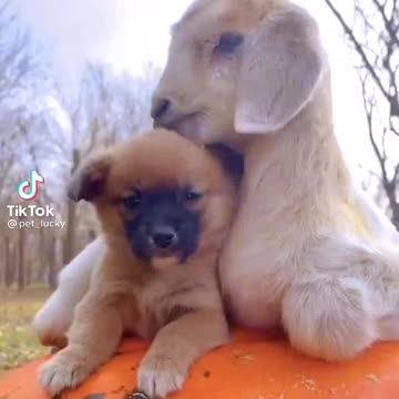 Dog goat kids funny