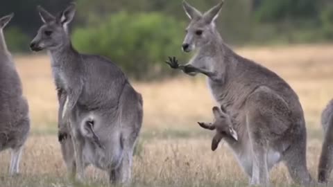 How Baby elephant playing and kill each other😮must watch