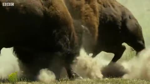 Bison Fight for Mating Rights