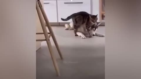 Cat 😺 funny shorts 🤣 🤣 🤣 🤣🤣