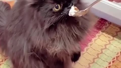 Funny cat and dog