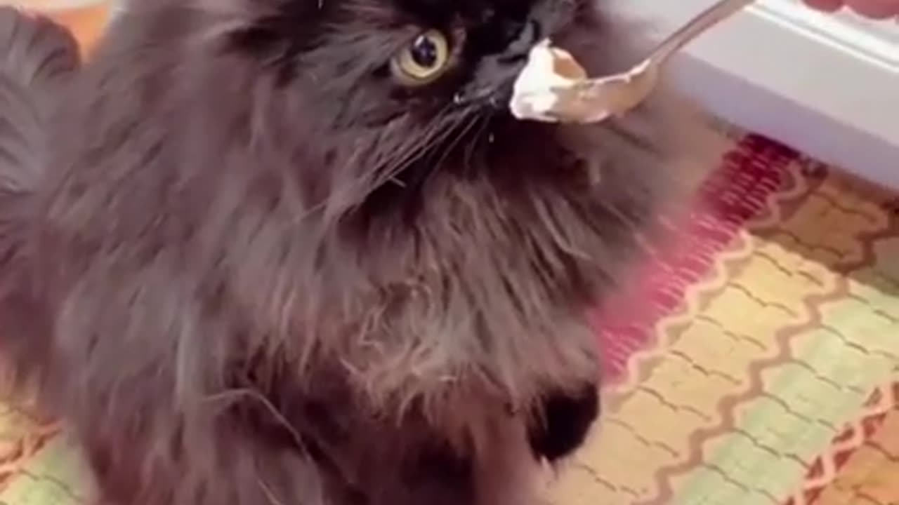 Funny cat and dog