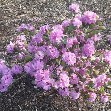 A Springtime message to all my Amazing Grace Christian school children.