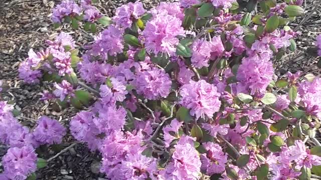 A Springtime message to all my Amazing Grace Christian school children.