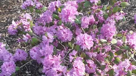 A Springtime message to all my Amazing Grace Christian school children.