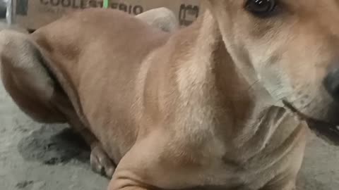 Dog eating