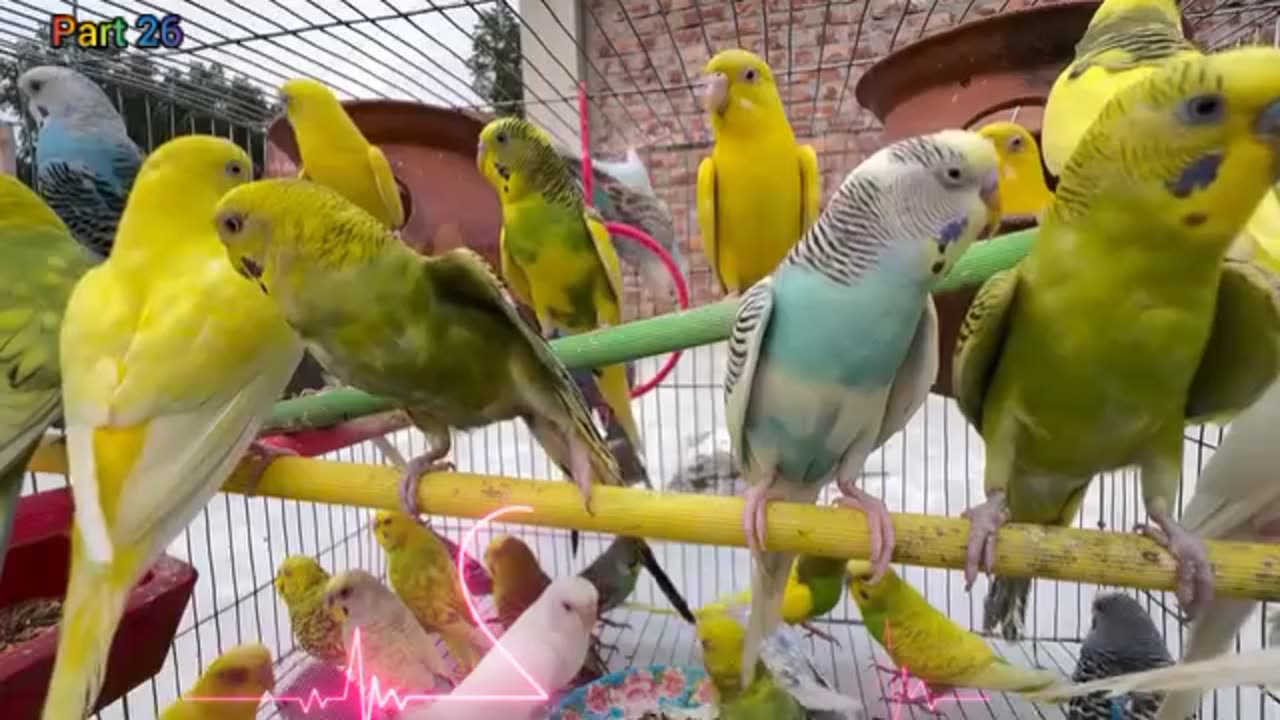 Birds Sounds For Relaxing Healing Anxiety and Depression Part 26