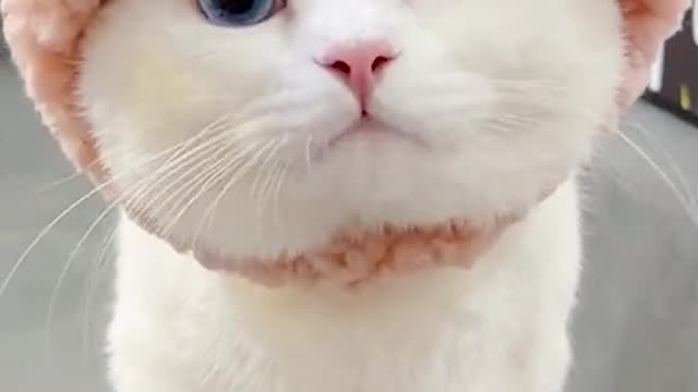 handsome cat funny cat videos