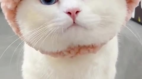 handsome cat funny cat videos