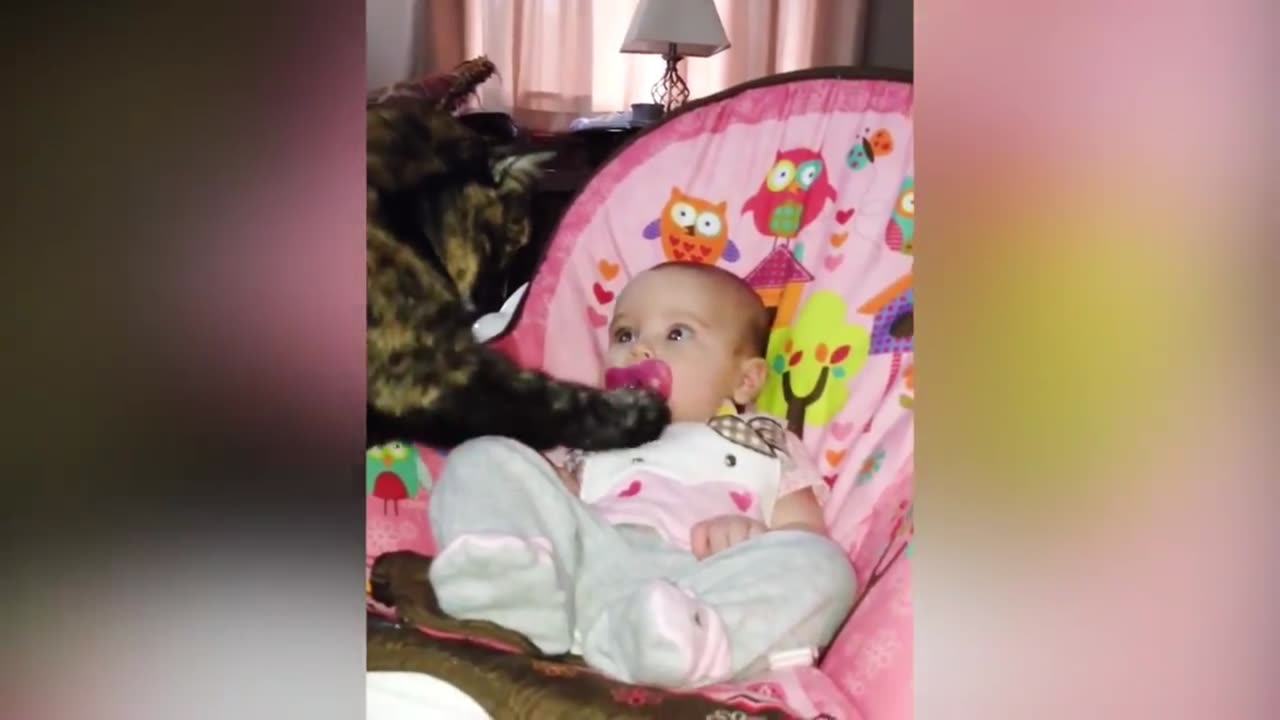 funny cat and baby