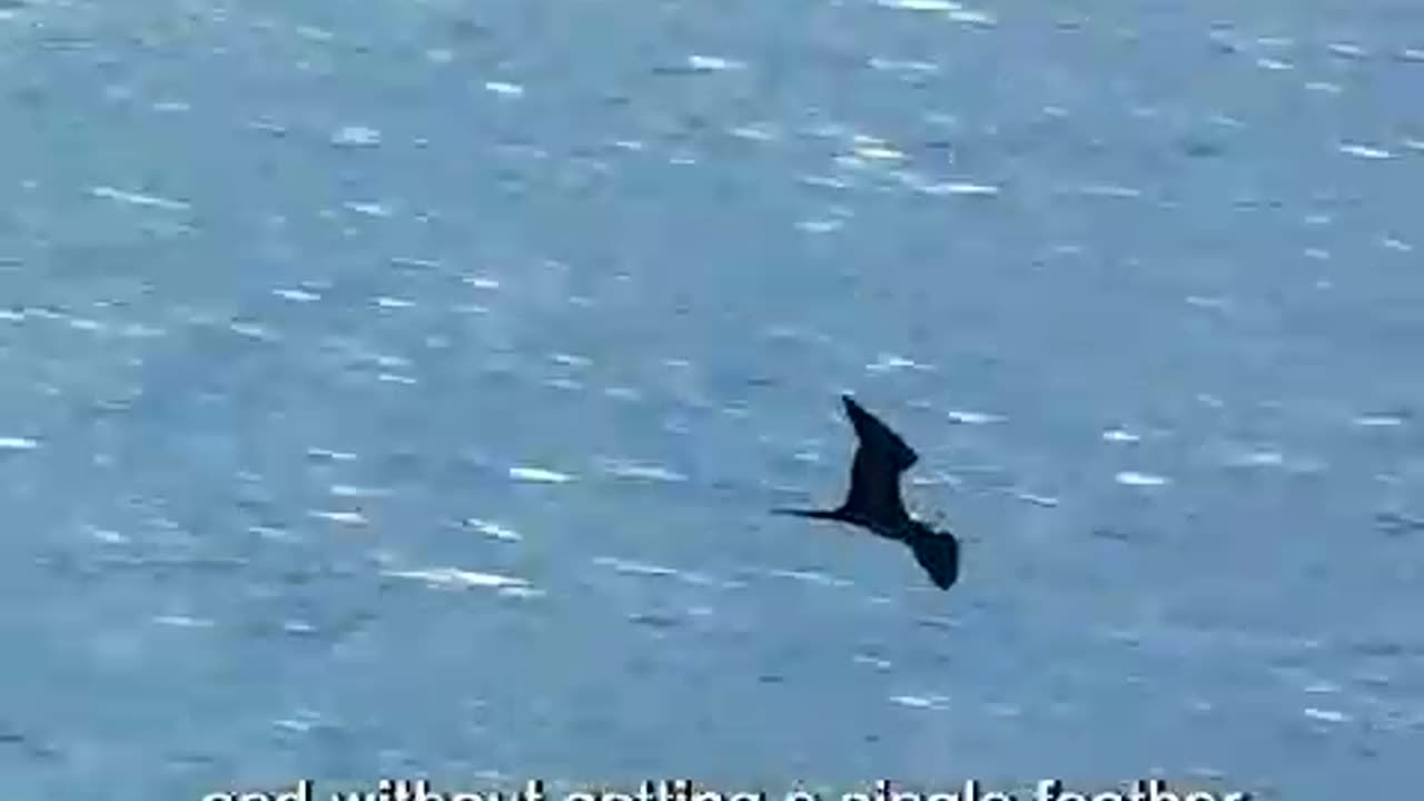 How to make growing flying fish 🐟🐟😀 to
