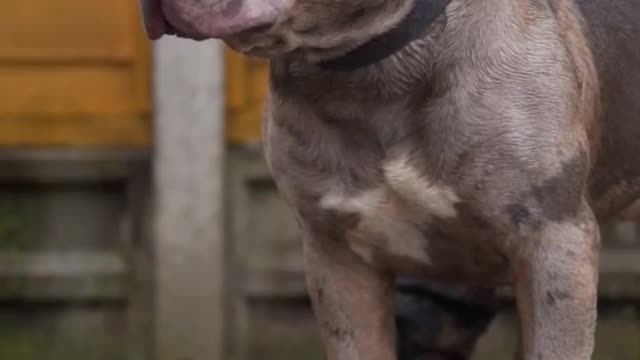 Dangerous dog